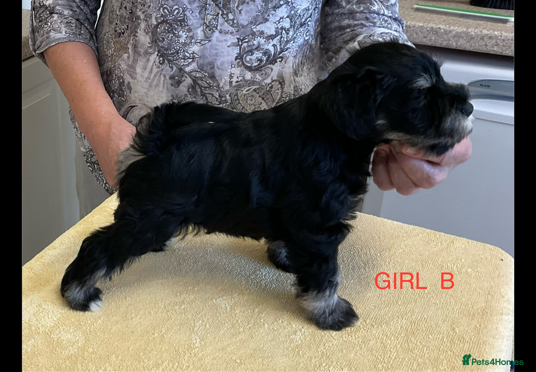 Miniature Schnauzer dogs for sale: BLACK AND SILVER PUPPIES EXCEPTIONAL PEDIGREE - Image 3
