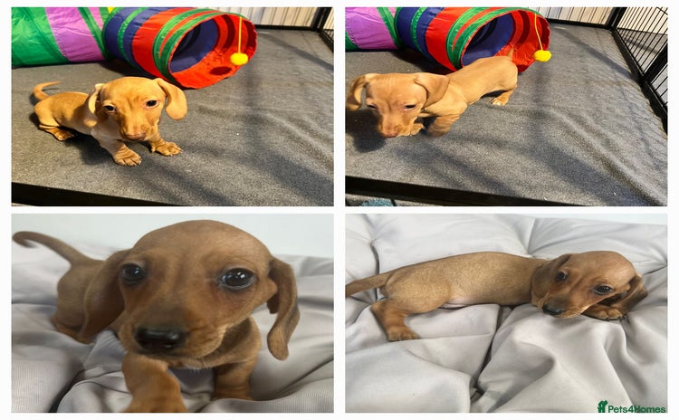 Miniature Dachshund dogs - Advert 10