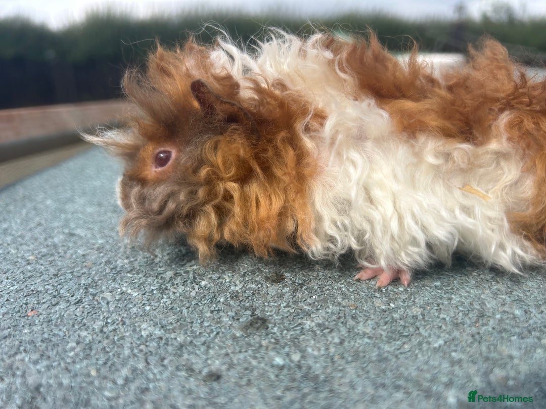 Guinea Pig rodents for sale: Female and male Lunkarya guinea pigs for sale in Goole - Image 4