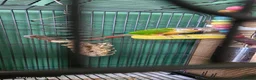 Conures birds for sale: Conure - Advert 2