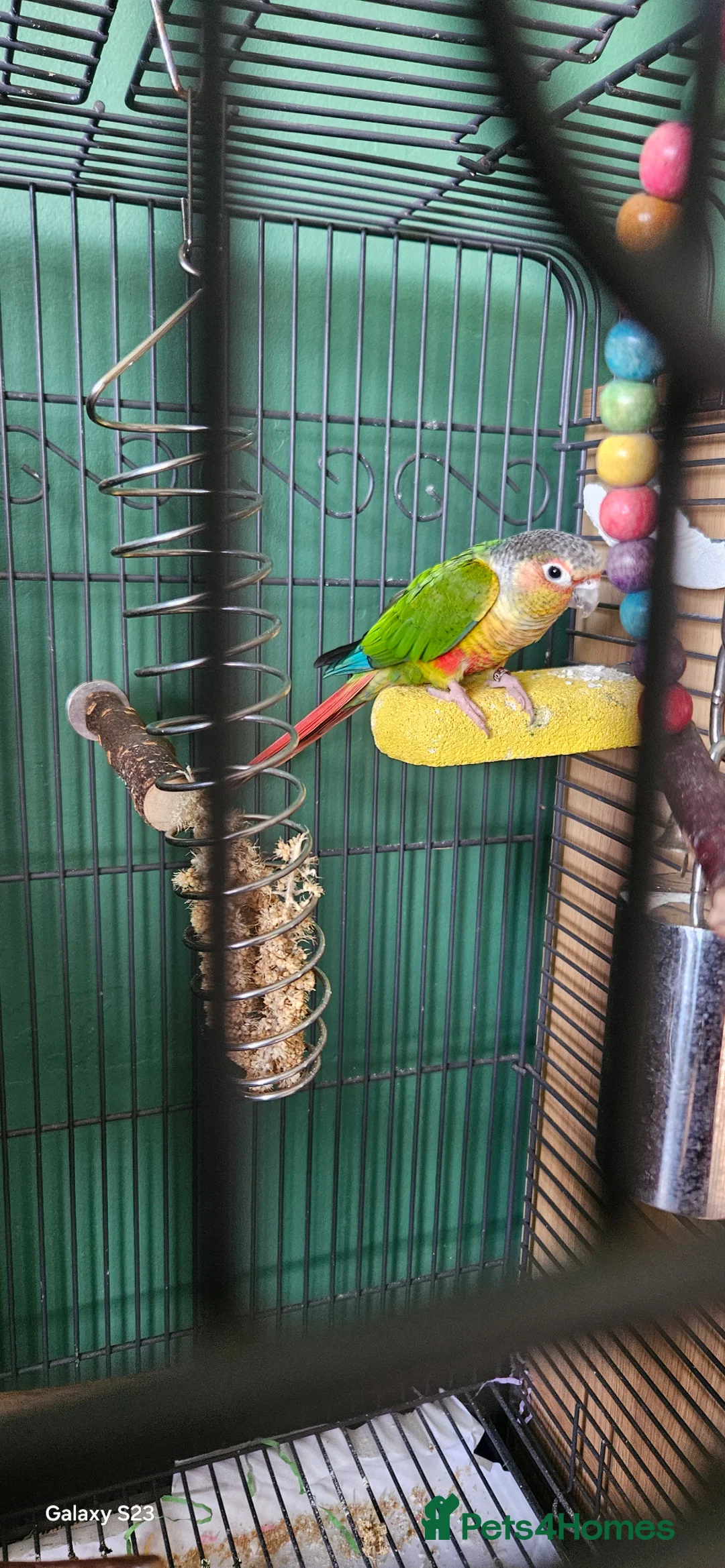 Conures birds for sale: Conure - Advert 2