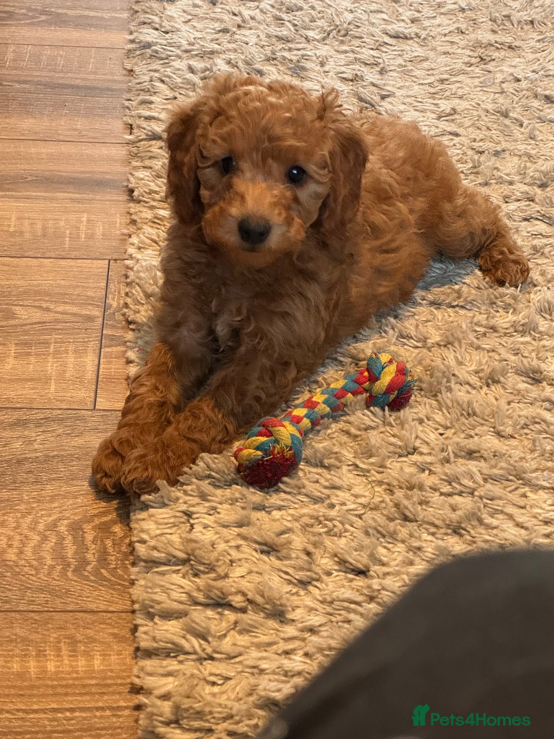 Cockapoo dogs for sale: Beautiful fb1 cockapoo female for sale - Advert 1