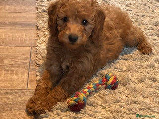 Cockapoo dogs Beautiful fb1 cockapoo female for sale - Advert 1