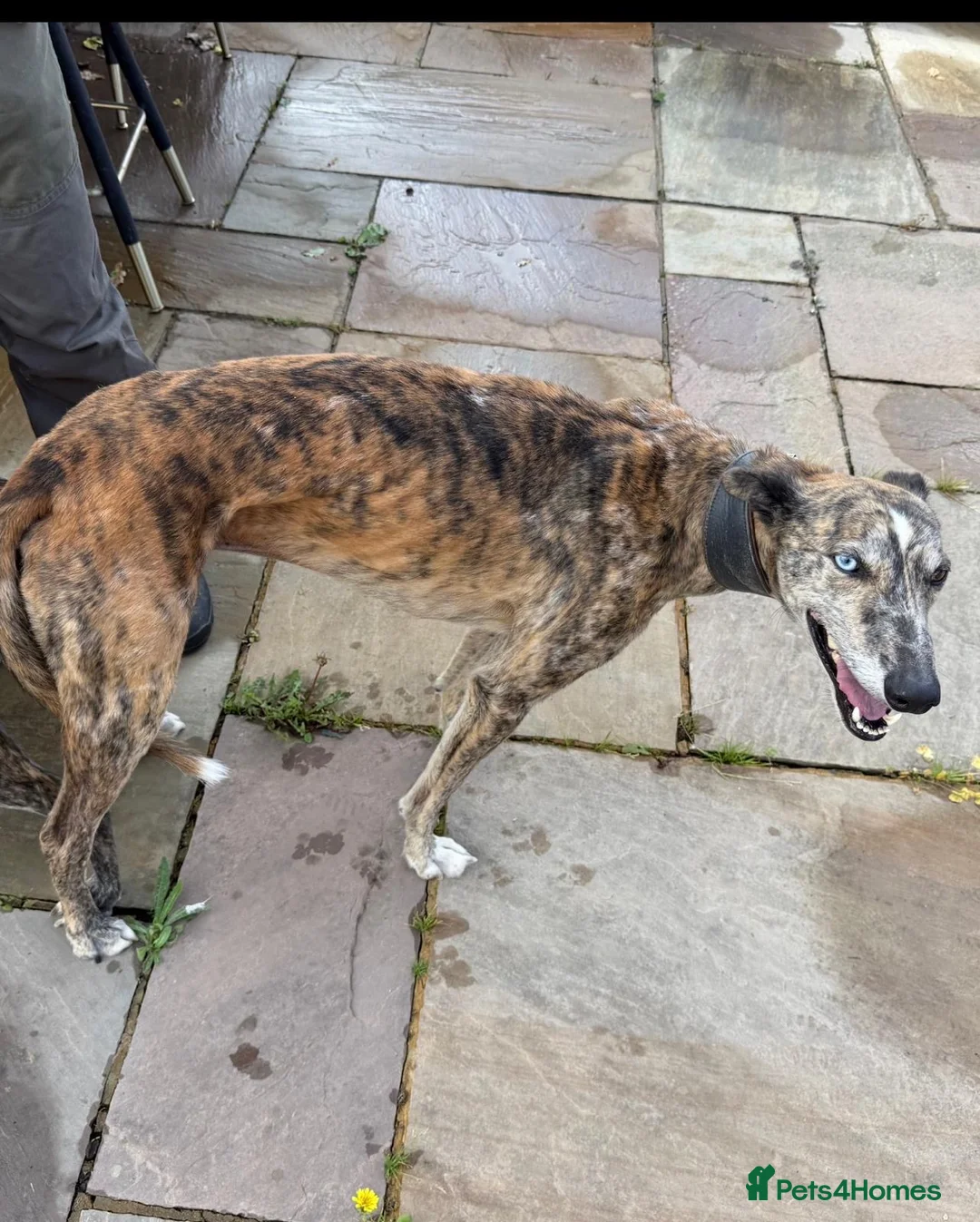 Mixed Breed dogs for sale: Suzuki Cross whippet puppy  - Advert 9