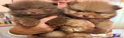 Pomeranian dogs for sale: 🧸 Exceptional Teddy Bear Boys  Rare Colours👑 - Advert 1