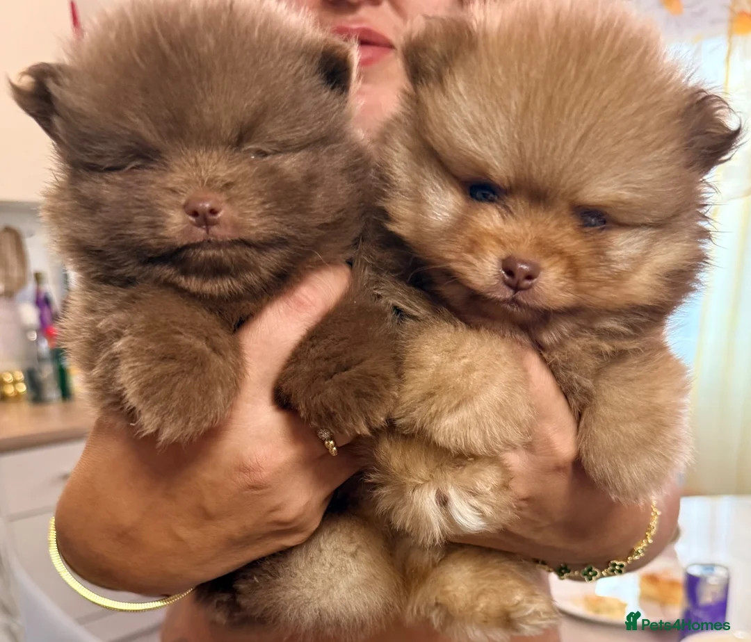 Pomeranian dogs for sale: 🧸 Exceptional Teddy Bear Boys  Rare Colours👑 - Advert 1