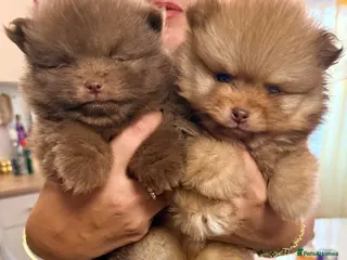 Pomeranian dogs 🧸 Exceptional Teddy Bear Boys Rare Colours👑 - Advert 1