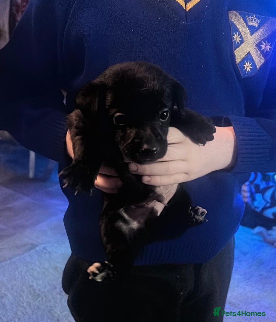 Jack Russell dogs for sale: 8 beautiful Jack Russell’s - Advert 1