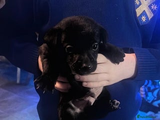 Jack Russell dogs 8 beautiful Jack Russell’s - Advert 9