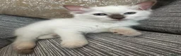Ragdoll cats for sale: Beautiful pure Ragdolls Female and Male - Advert 13