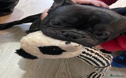 French Bulldog dogs for sale: Rocco  - Image 2