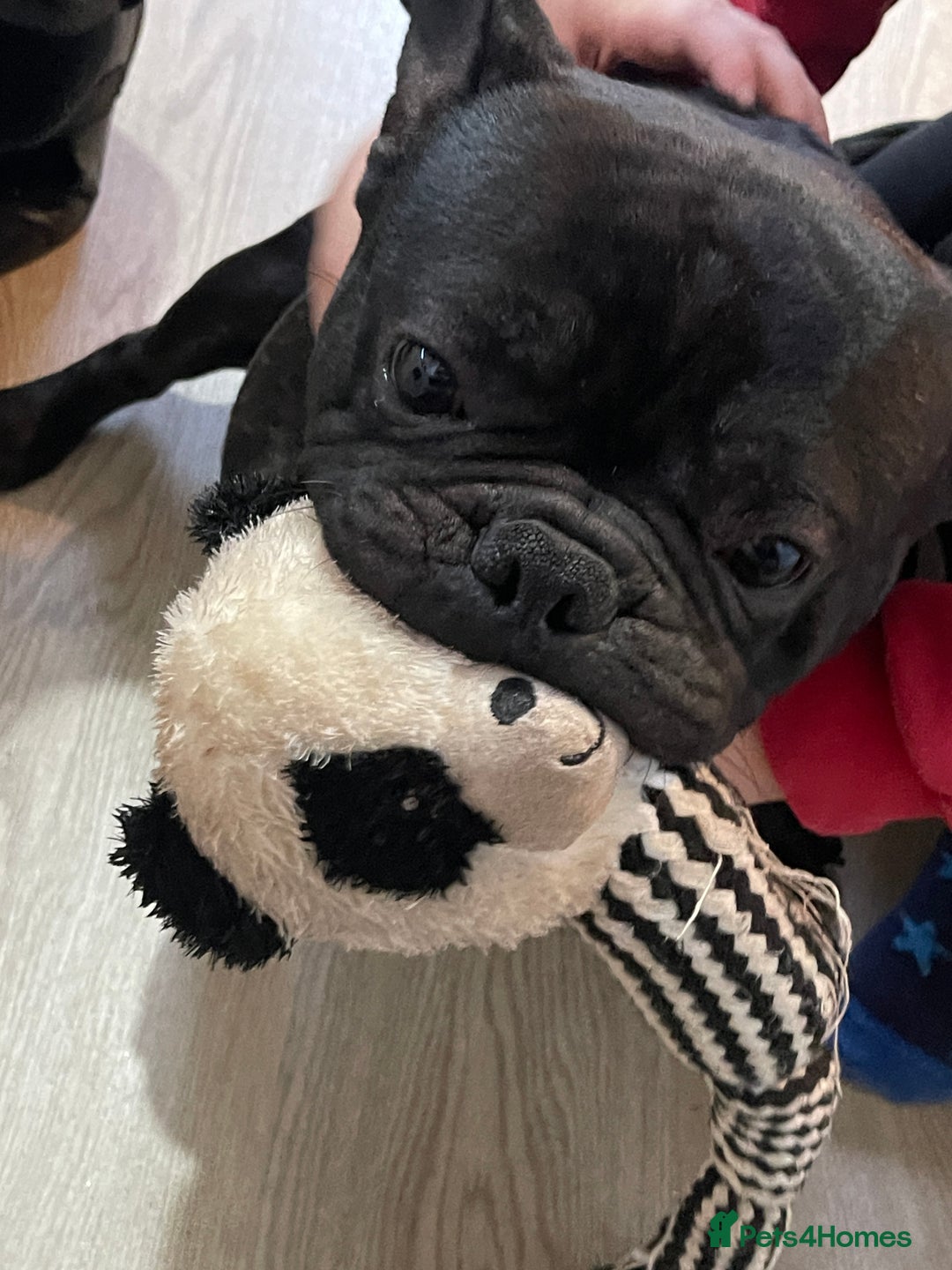 French Bulldog dogs for sale: Rocco  - Image 2