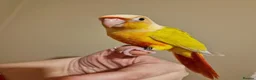 Conures birds for sale: Super tame fully hand reared baby's  - Advert 2