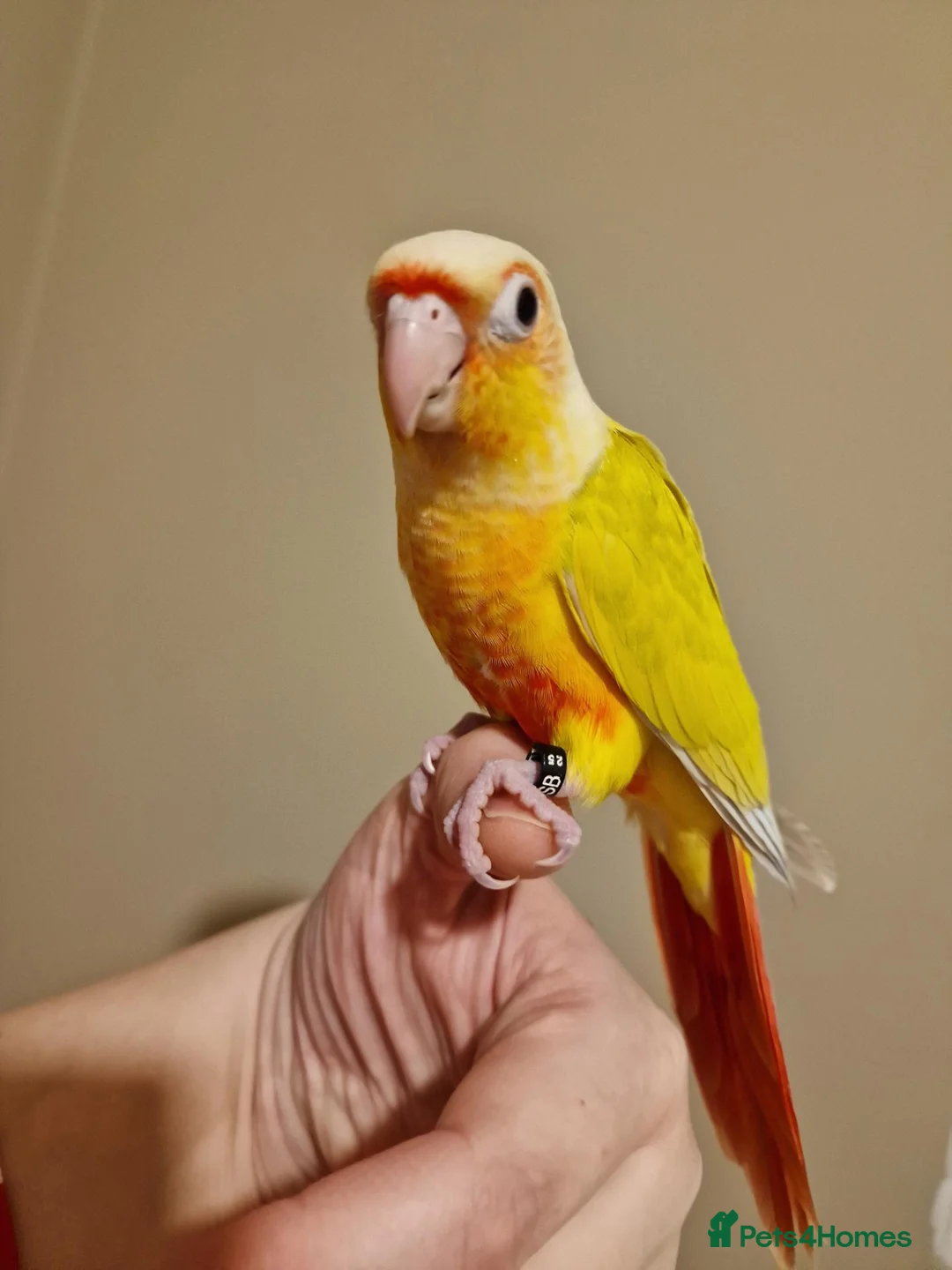 Conures birds for sale: Super tame fully hand reared baby's  - Advert 2