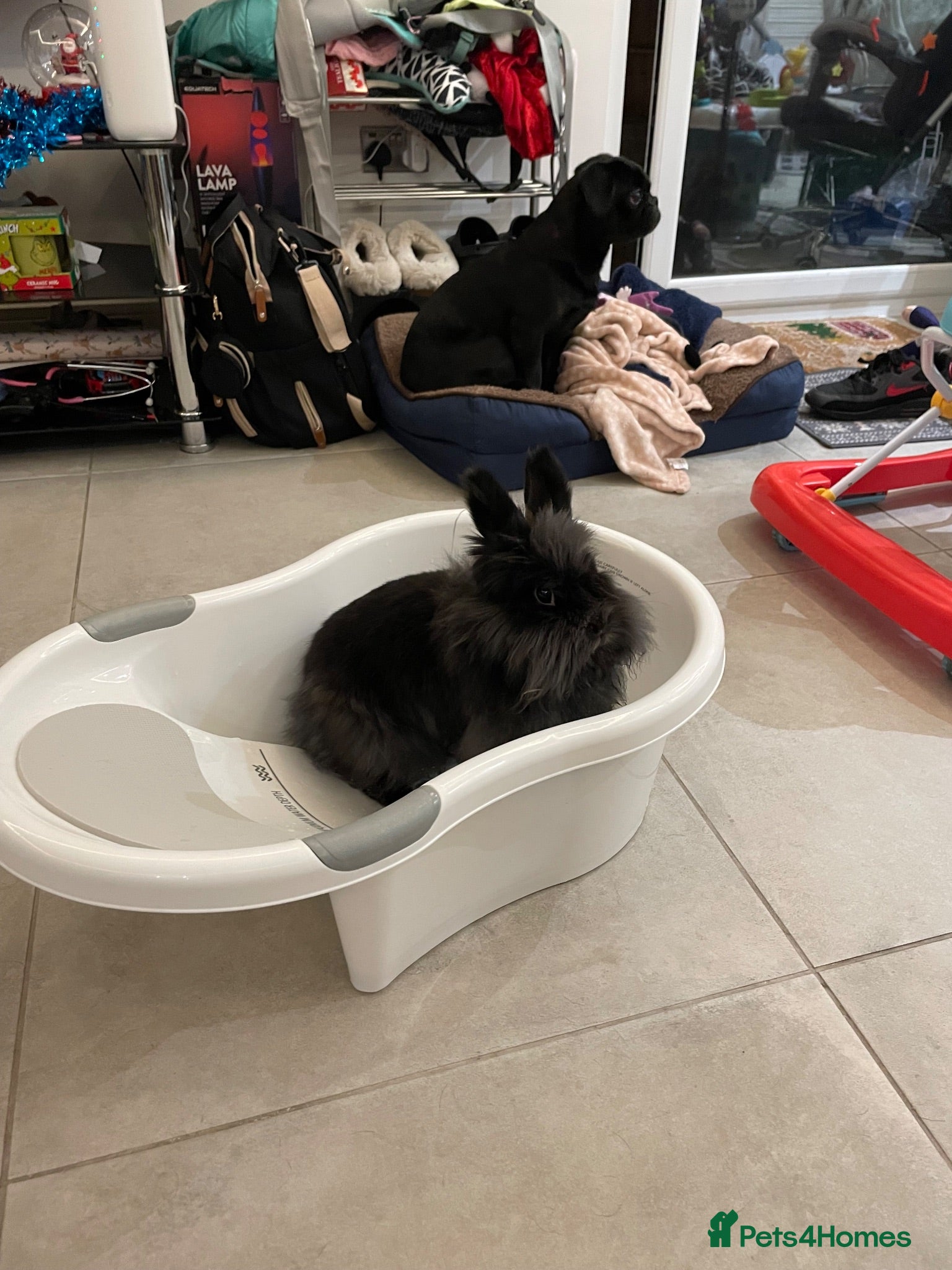 Lionhead rabbits My beautiful female rescue rabbit - Advert 1