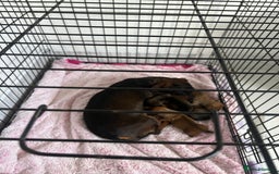 Dachshund dogs for sale: Dachshund/ long haired  - Image 14