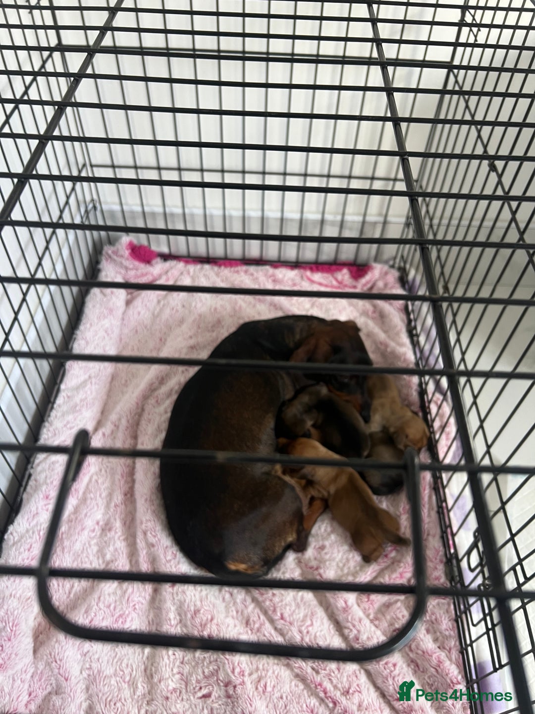 Dachshund dogs for sale: Dachshund/ long haired  - Image 14
