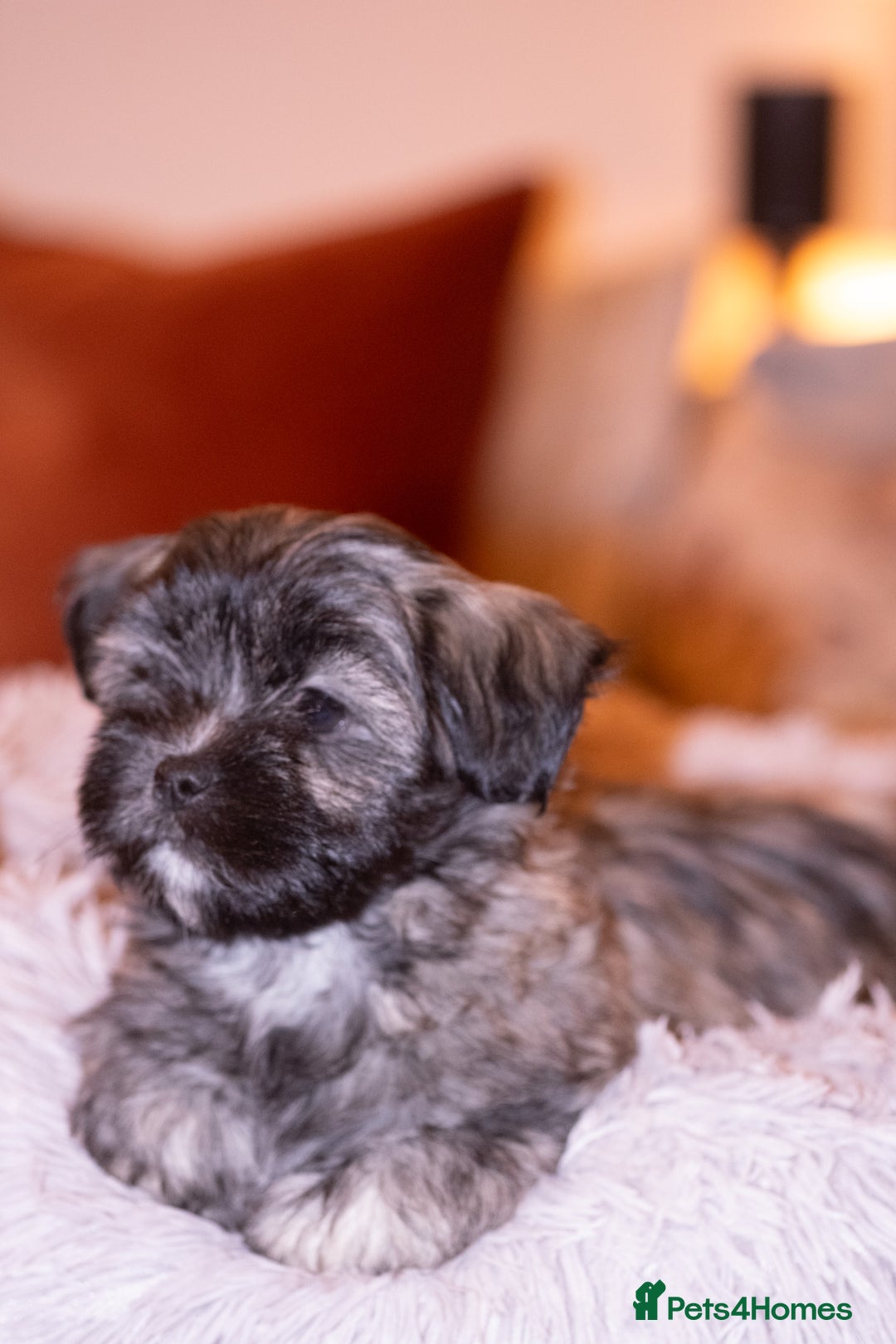 Lhasa Apso dogs for sale: Adorable Lhasa Apso Puppies full pedigree - Advert 3