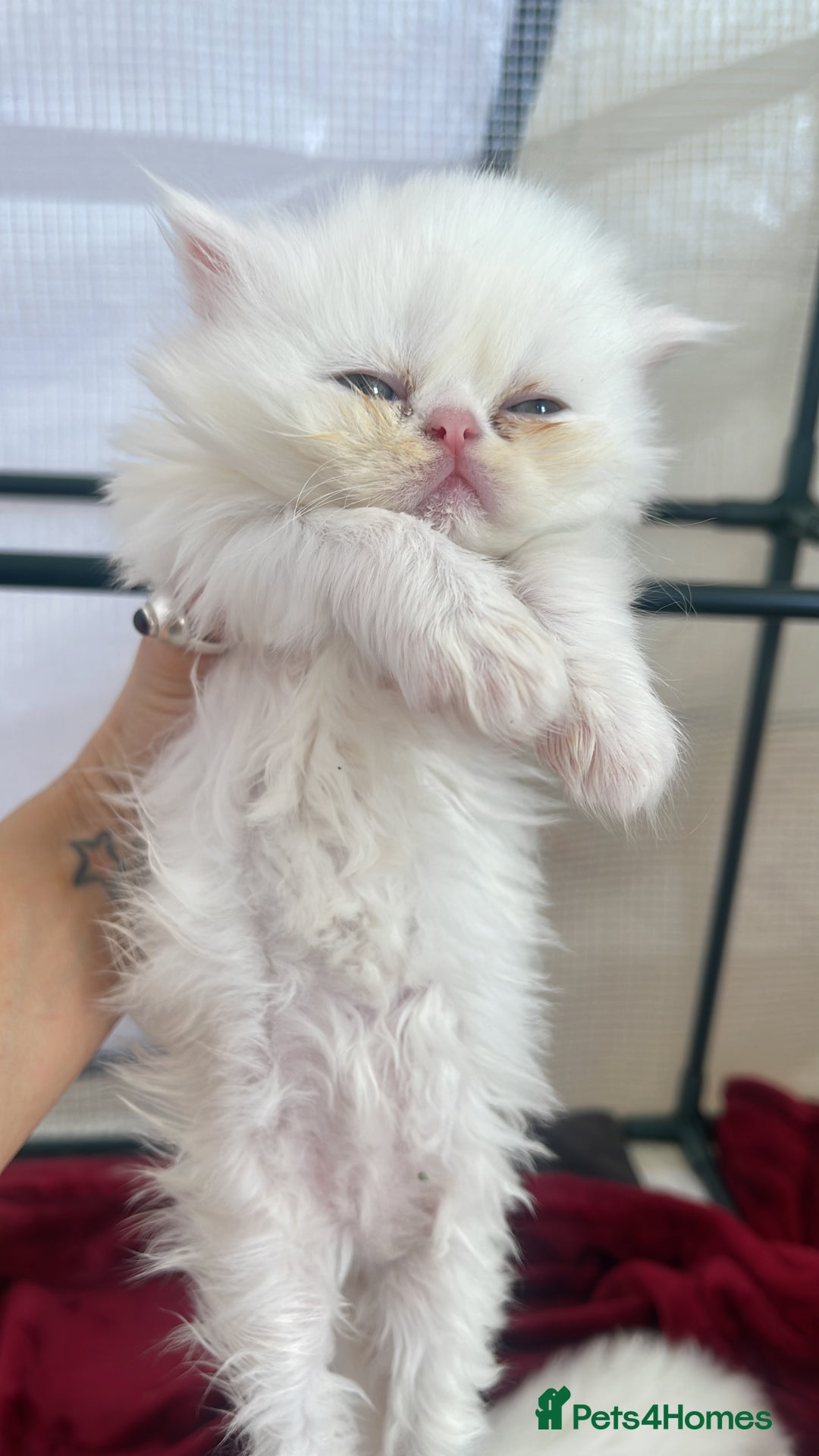 Persian cats for sale: exotic doll face, Persians - pedigree parents - Image 8