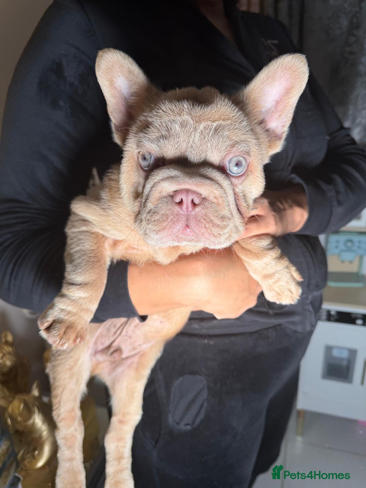 French Bulldog dogs Reduced!!!!! Our blue eyed boy Shadrack💙💙💙 - Advert 1