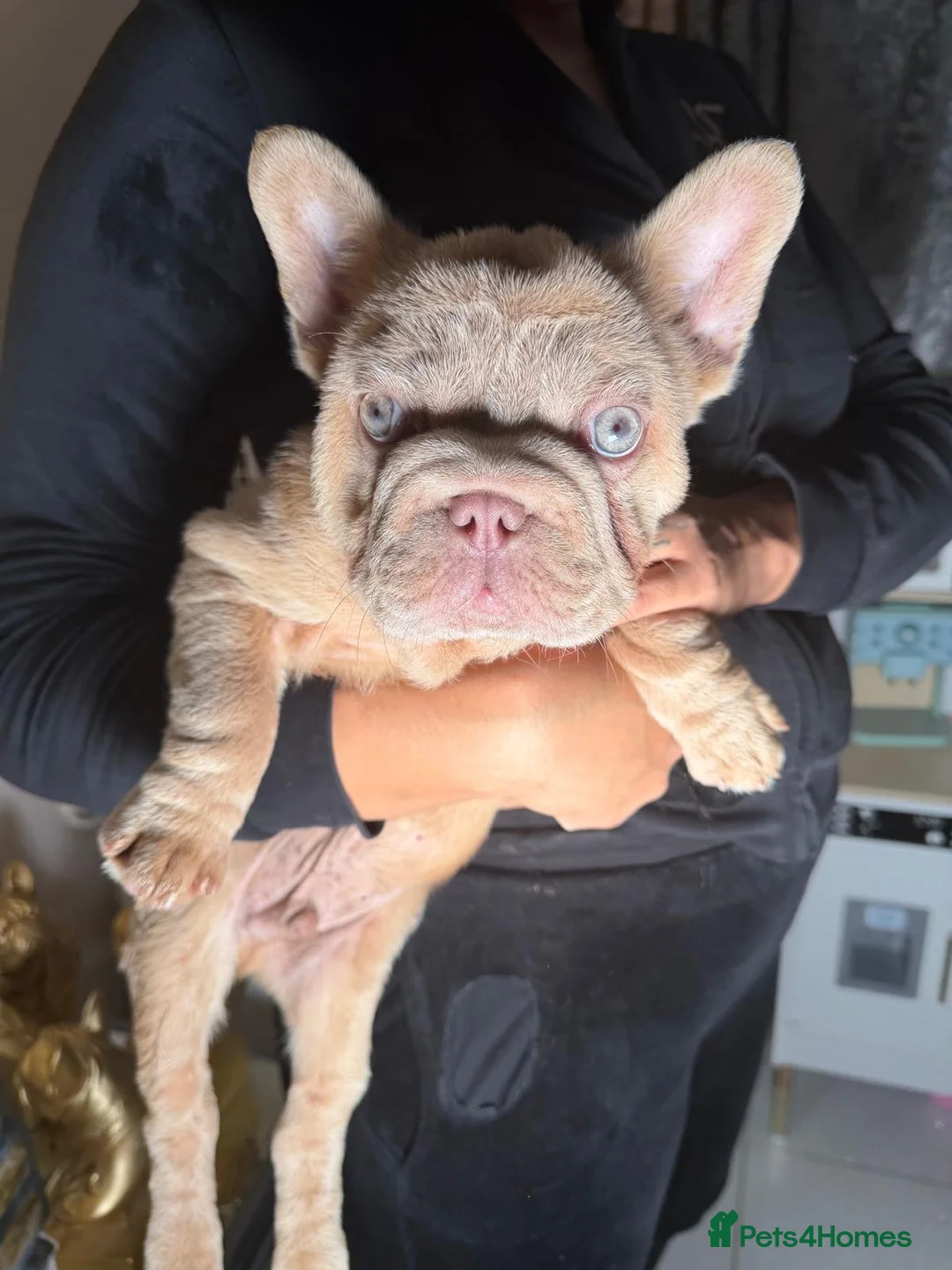 French Bulldog dogs for sale: Reduced!!!!! Our blue eyed boy Shadrack💙💙💙 - Advert 1