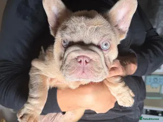 French Bulldog dogs Reduced!!!!! Our blue eyed boy Shadrack💙💙💙 - Advert 1