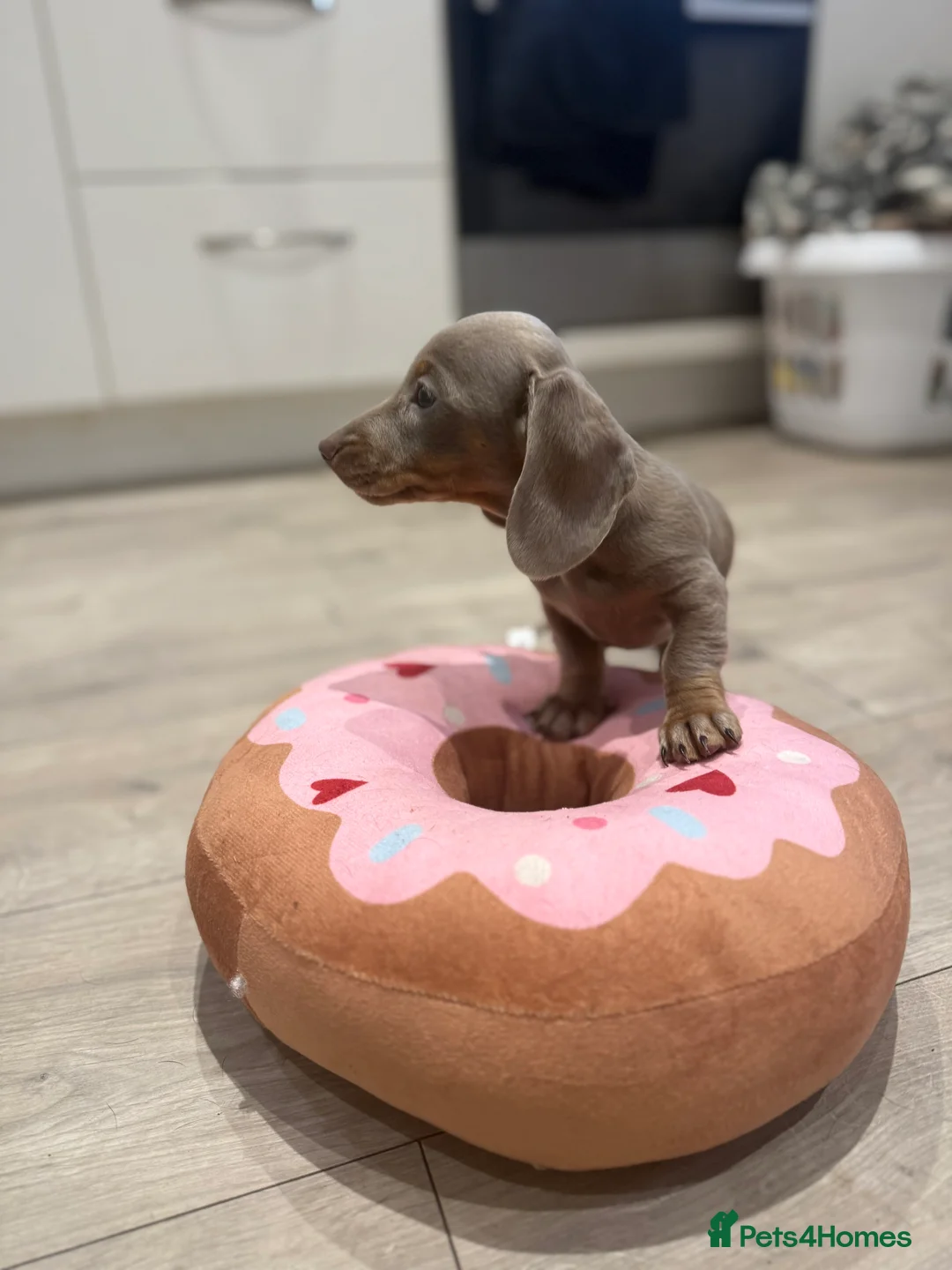 Miniature Dachshund dogs for sale: Miniature dachshund Isabella and tan - Advert 2