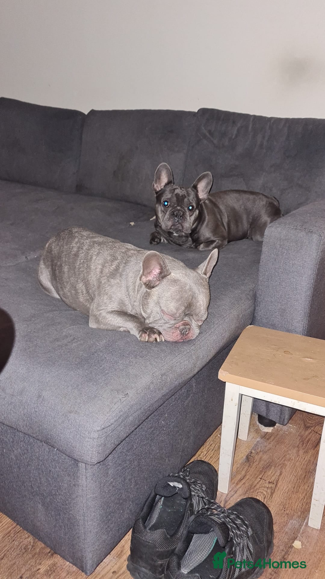 French Bulldog dogs for adoption: ❤️🐶 TILLY & 💙🐶 MARLEY – Two Loving Companions - Advert 22