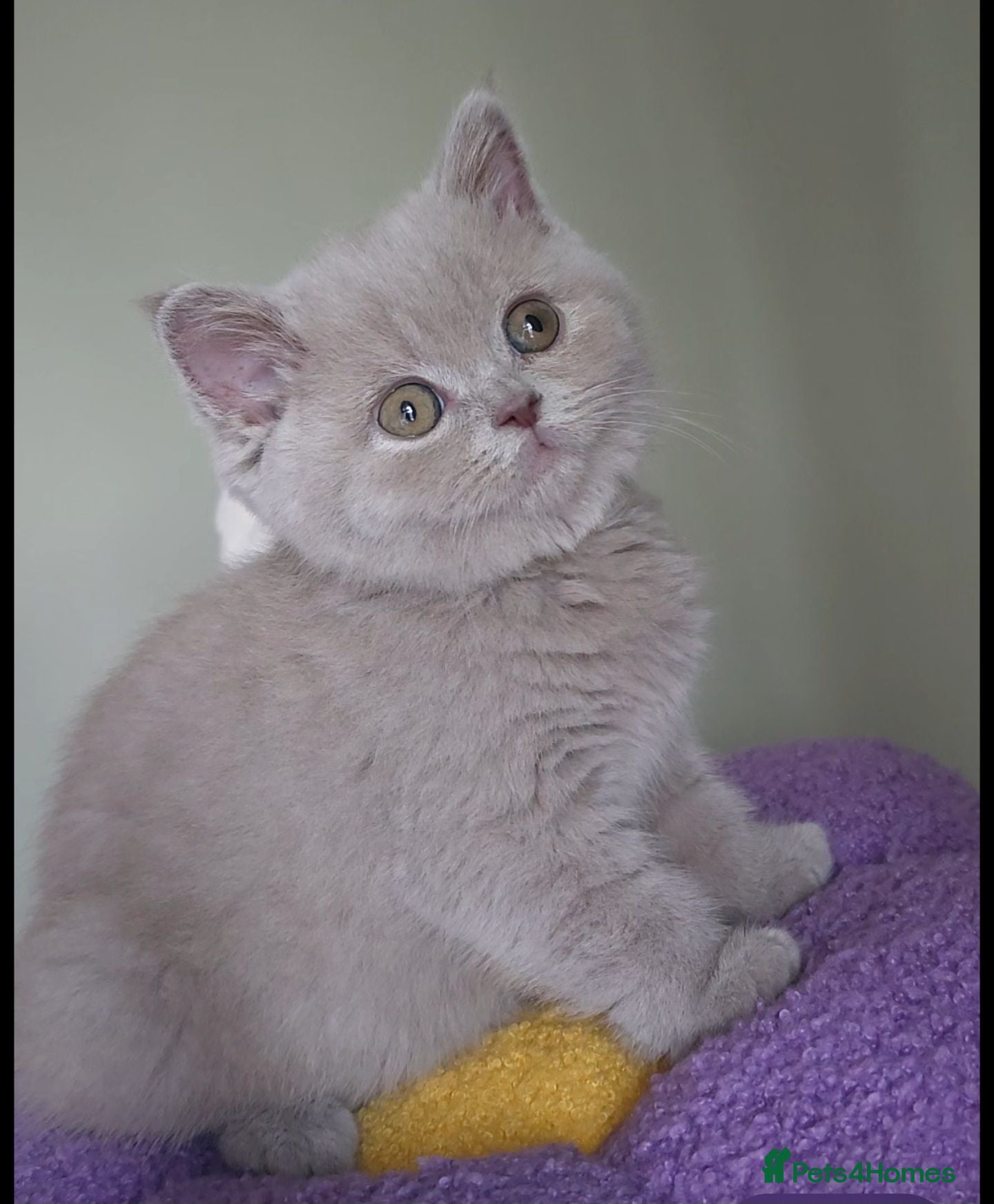 British Shorthair cats Luxury British Shorthair 🧸 Rare Lilac & Cinnamon - Advert 7