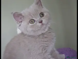British Shorthair cats Luxury British Shorthair 🧸 Rare Lilac & Cinnamon - Advert 7