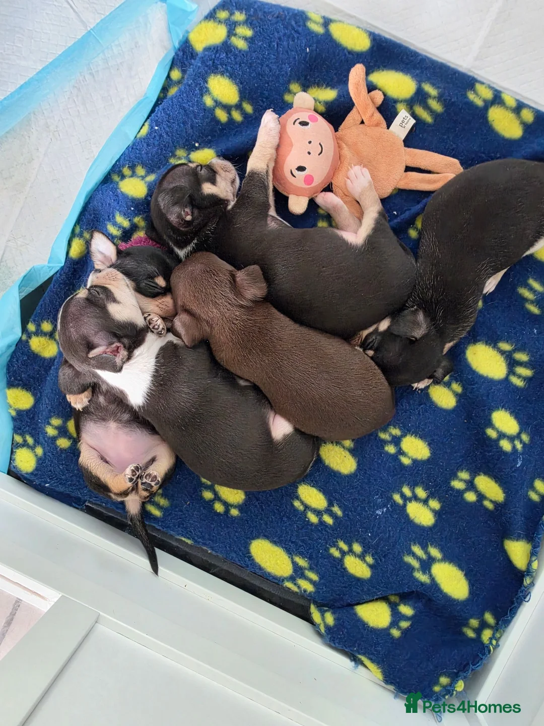 Chihuahua dogs for stud: Chihuahua stud in Bristol - Advert 4