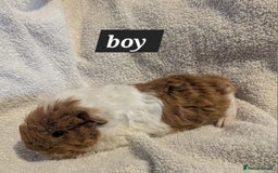 Guinea Pig rodents for sale: Baby sheltie and texel guineapigs  - Advert 17