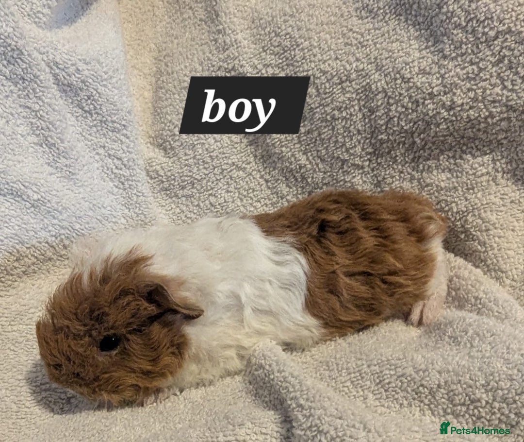 Guinea Pig rodents for sale: Baby sheltie and texel guineapigs  - Advert 17