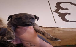 Whippet dogs for sale: Whippet puppies for sale  - Image 2