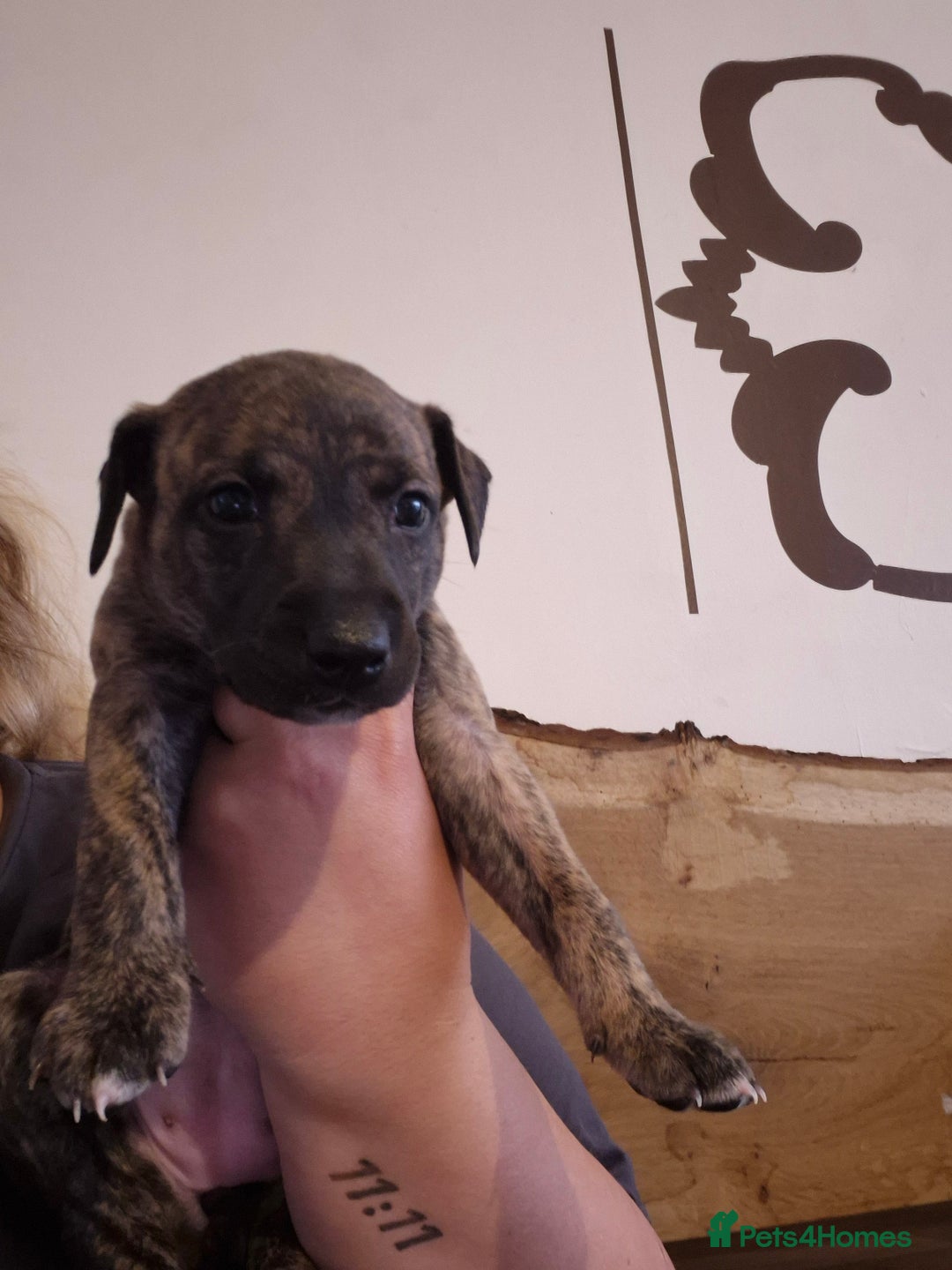 Whippet dogs for sale: Whippet puppies for sale  - Image 2