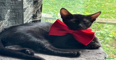 Mixed Breed cats - Advert 2