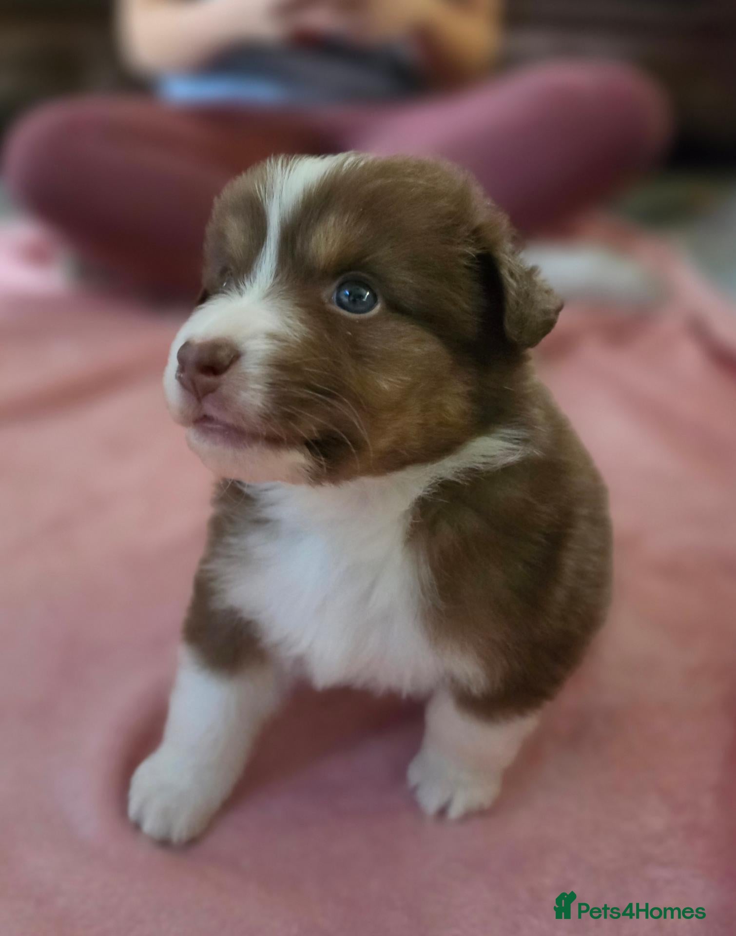Australian Shepherd dogs for sale: Cute Australian Shepherd puppies♥️ - Advert 1