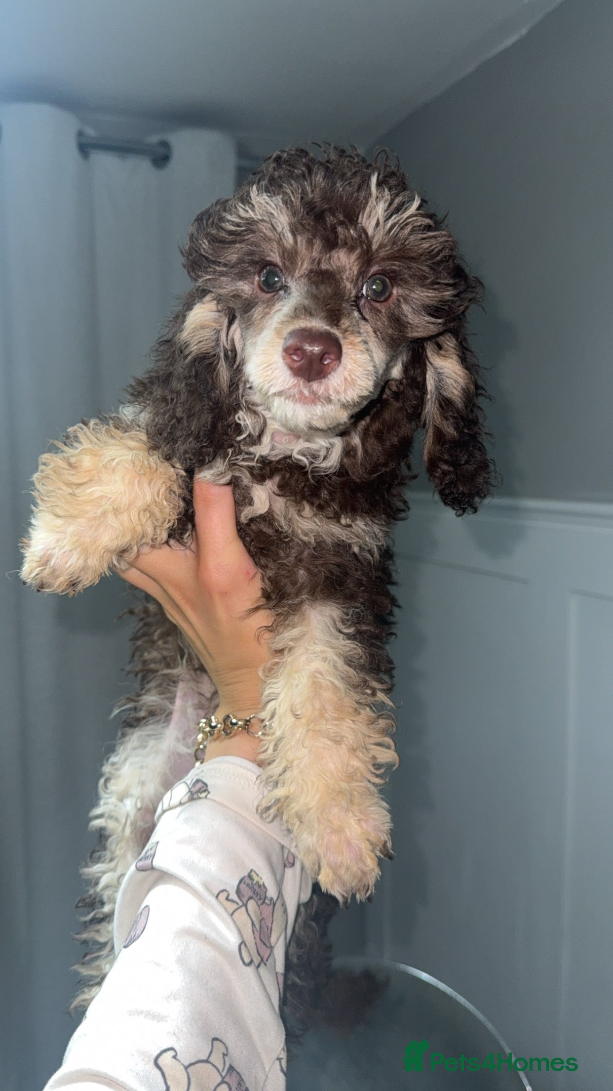 Toy Poodle dogs 2 Chocolate phantom rare colour toy poodles KC REG - Advert 15