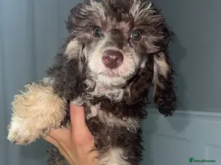 Toy Poodle dogs 2 Chocolate phantom rare colour toy poodles KC REG - Advert 15