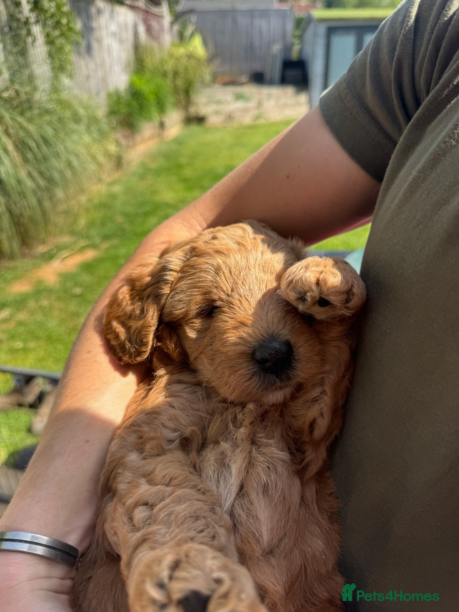 Mixed Breed dogs Australian Labradoodle Puppies For Sale - Advert 2