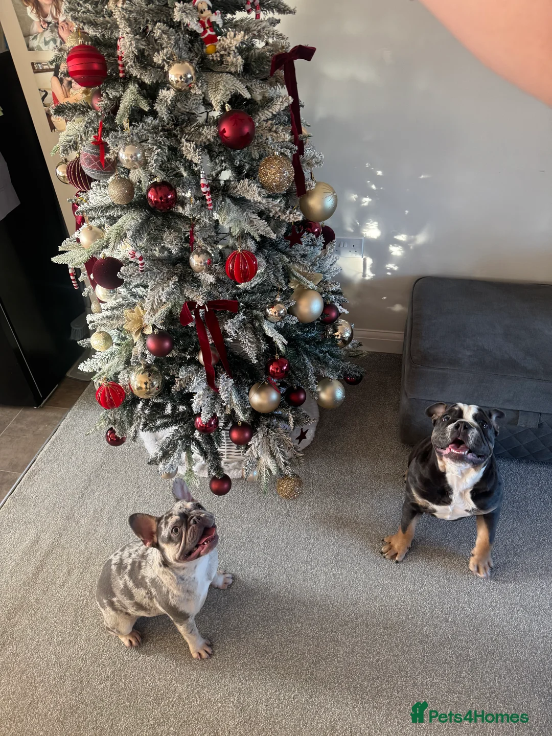 English Bulldog dogs for sale: Ralph - Advert 6