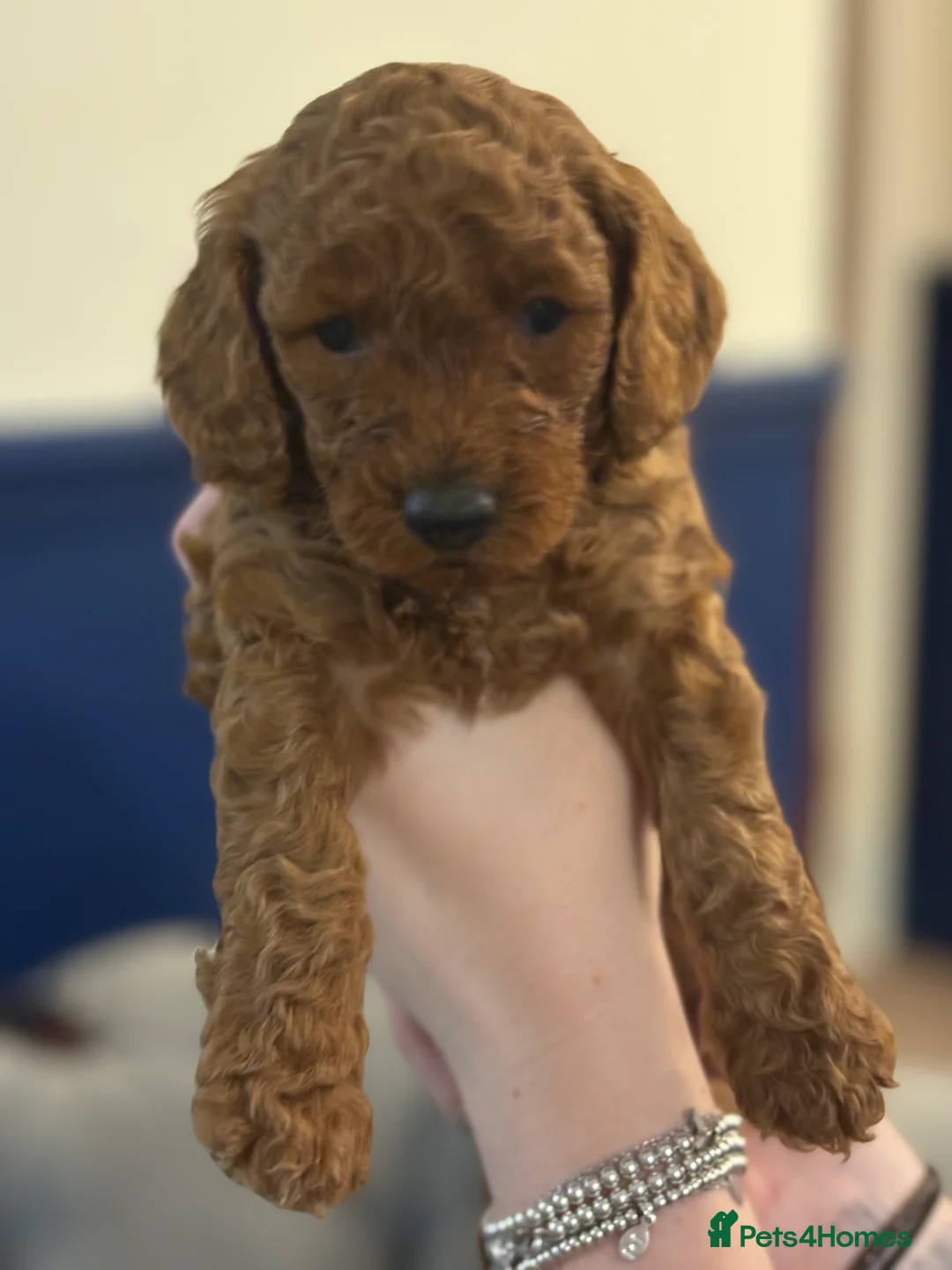 Cockapoo dogs for sale: Red F2b Cockerpoo  - Advert 5