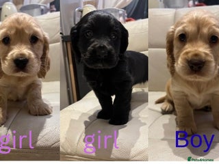 Cocker Spaniel dogs Show type cocker spaniels - Advert 1