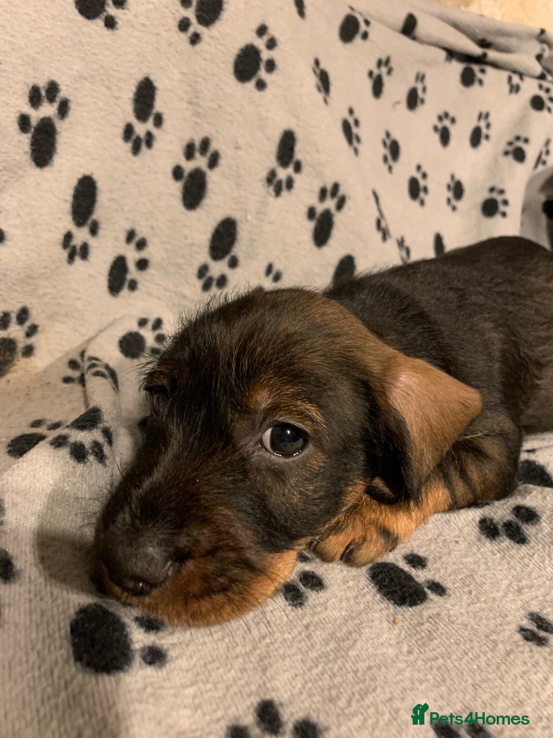 Dachshund dogs for sale: Standard wirehaired dachshund  - Advert 39