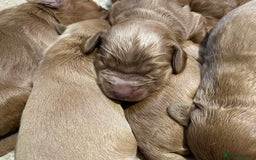 Cockapoo dogs for sale: F1 Purebed Red cockapoo 5 ⭐️ genetics & health - Image 9