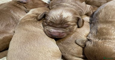 Cockapoo dogs - Advert 8