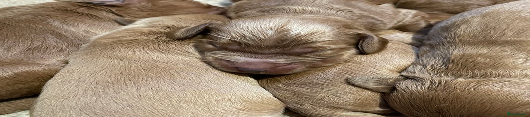 Cockapoo Puppy 5