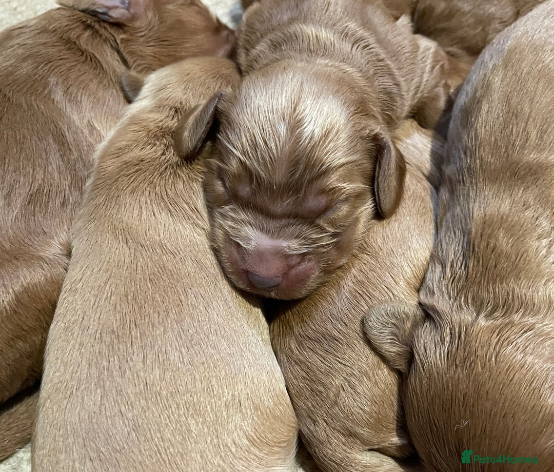 Cockapoo dogs for sale: F1 Purebed Red cockapoo 5 ⭐️ genetics & health - Image 9