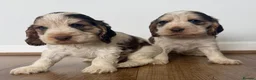 Cocker Spaniel dogs for sale: 🐾 SHOW COCKER SPANIEL PUPPIES FORSALE 🐾  - Advert 10