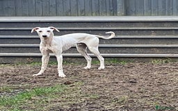 Mixed Breed dogs for sale: Greyhound Saluki - Image 1